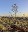 NEWS: You Invested HALF A MILLION POUNDS in Olive Trees in 2021